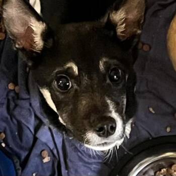 Husky Dogs Available for Adoption in Baltimore, Maryland - Silver | PetCurious