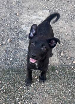 Cattle Dog and Labrador Retriever Dogs Available for Adoption - Adelie | PetCurious