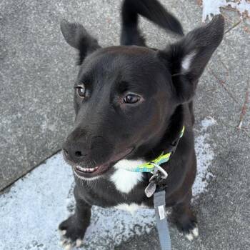Derek Solis -  Labrador Retriever Dog for Adoption in Savannah, Georgia - Derek Solis | PetCurious
