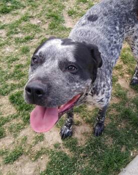 Australian Cattle Dog Blue Heeler Dogs Available for Adoption in Pocatello, Idaho - River 45983 | PetCurious