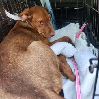 Linus -  Doberman Pinscher and Mixed Breed Dog for Adoption in Hackett, Arkansas - Linus | PetCurious