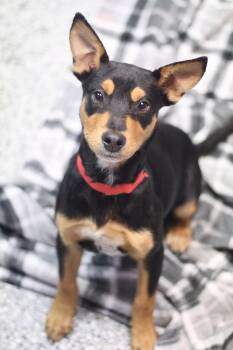 Rescue Hound Dogs for Adoption in Manchester, New Hampshire - Fiji In NH! Come Meet Our Adoptable Dogs Wednesday-Saturday. Mor | PetCurious