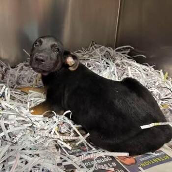 Lime -  Mixed Breed Dog for Adoption in Edwardsville, Illinois - Lime | PetCurious