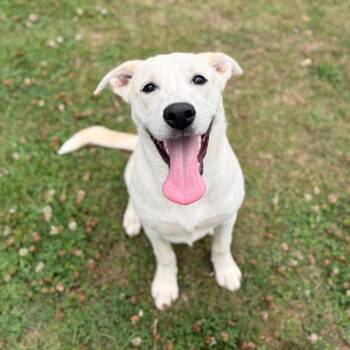 Love Bug -  Labrador Retriever and Mixed Breed Dog for Adoption in Buffalo, Minnesota - Love Bug | PetCurious