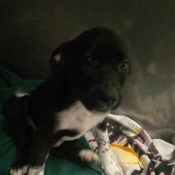 Hendrix -  Mixed Breed Dog for Adoption in Fort Bragg, California - Hendrix | PetCurious