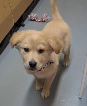 German Shepherd Dog and Golden Retriever Dogs Available for Adoption - Niro | PetCurious