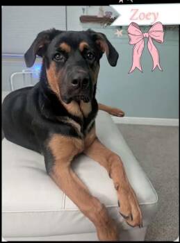 Zoey -  Rottweiler and German Shepherd Dog Dog for Adoption in Saginaw, Michigan - Zoey | PetCurious