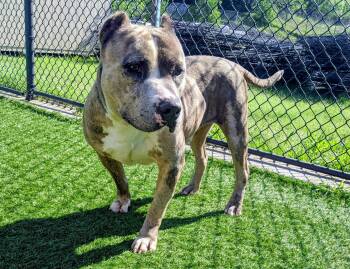 Hero --Courtesy Post. Out of town pet. See below for details-- -  Pit Bull Terrier Dog for Adoption in Eagle, Idaho - Hero --Courtesy Post. Out Of Town Pet. See Below For Details-- | PetCurious