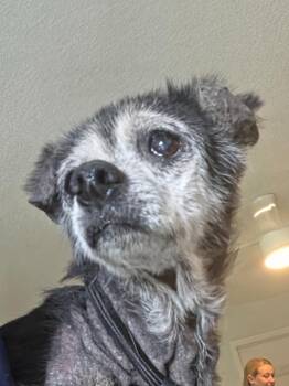 Zoe -  Chihuahua Dog for Adoption in Hardeeville, South Carolina - Zoe | PetCurious