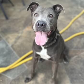 Rescue Pit Bull Terrier Dogs for Adoption in Houston, Texas - Rex | PetCurious