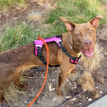 Queen -  American Staffordshire Terrier Dog for Adoption in Fremont, California - Queen | PetCurious