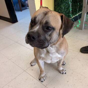 Mixed Breed Dogs Available for Adoption - Mr. Brightside | PetCurious