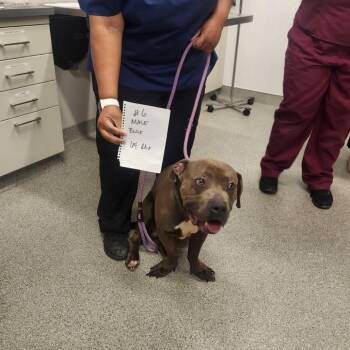 Whistle -  Pit Bull Terrier Dog for Adoption in Northbrook, Illinois - Whistle | PetCurious