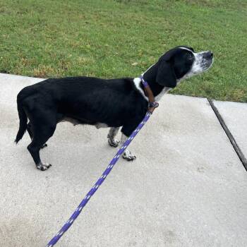 Lucille Ball -  Beagle and Miniature Dachshund Dog for Adoption in Austin, Texas - Lucille Ball | PetCurious