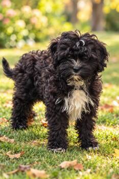 Martin -  Cavachon Dog for Adoption in Union Grove, Wisconsin - Martin | PetCurious