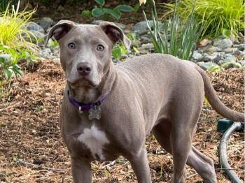 Mixed Breed Dogs Available for Adoption - Java | PetCurious