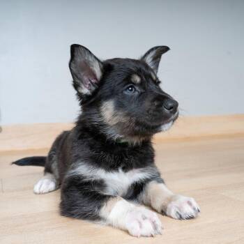 Bentley D69694 -  Shepherd Dog for Adoption in Minnetonka, Minnesota - Bentley D69694 | PetCurious
