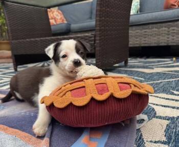 Sonny - Sonny & Cher -  Australian Shepherd Dog for Adoption in Woodside, California - Sonny - Sonny & Cher | PetCurious