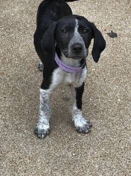 Dink -  Beagle and Hound Dog for Adoption - Dink | PetCurious