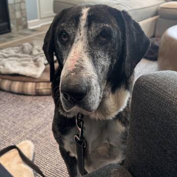 Mixed Breed Dogs Available for Adoption in Buffalo, Minnesota - Joe Bob | PetCurious
