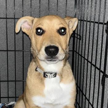 Rescue Labrador Retriever Dogs for Adoption in San Antonio, Texas - Poppy | PetCurious