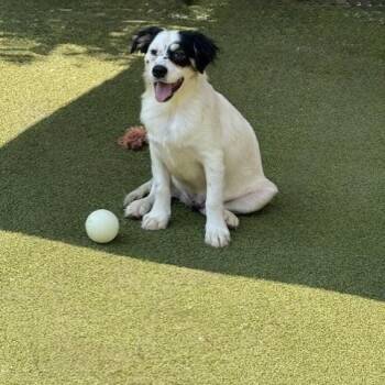 TILBURY -  Australian Shepherd Dog for Adoption in Houston, Texas - TILBURY | PetCurious