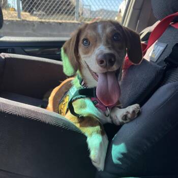 Benny -  Dachshund Dog for Adoption in Ashland, Oregon - Benny | PetCurious