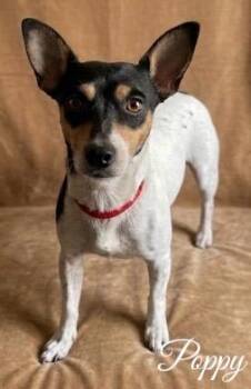 Poppy -  Rat Terrier Dog for Adoption - Poppy | PetCurious