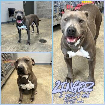 Pit Bull Terrier Dogs Available for Adoption - Zinger | PetCurious