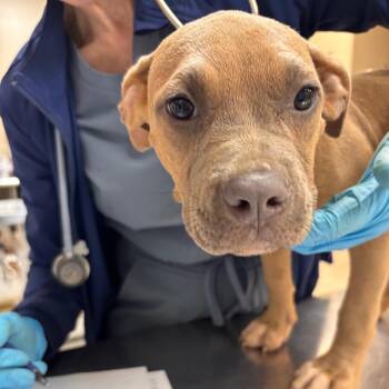 Larry -  Pit Bull Terrier Dog for Adoption in Birmingham, Alabama - Larry | PetCurious