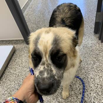Panda -  Anatolian Shepherd and Great Pyrenees Dog Available for Adoption in Morganton, North Carolina - Panda | PetCurious