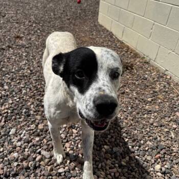 Rescue Australian Cattle Dog Blue Heeler Dogs for Adoption in Douglas, Arizona - (CCSO)Rain | PetCurious