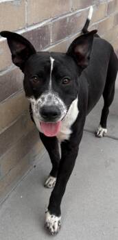 Rescue Cattle Dog and Pit Bull Terrier Dogs for Adoption in Fort Lupton, Colorado - Jerricky | PetCurious