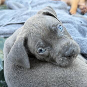 Ahsoka -  Black Labrador Retriever and Mixed Breed Dog for Adoption in Hohenwald, Tennessee - Ahsoka | PetCurious