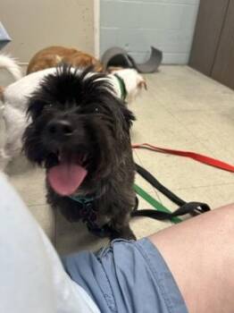 Brandy Wine -  Shih Tzu and Mixed Breed Dog for Adoption in Lowell, Massachusetts - Brandy Wine | PetCurious