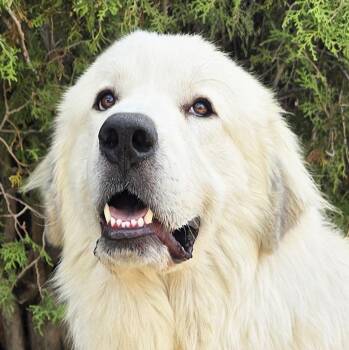 Bodacious Mr Biscuit - Bonded Pair GREAT Pyrs -  Great Pyrenees Dog for Adoption in North Valley, New Mexico - Bodacious Mr Biscuit - Bonded Pair GREAT Pyrs | PetCurious