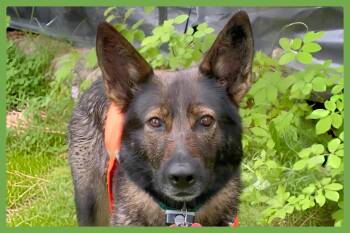Annie -  German Shepherd Dog Dog for Adoption in Amherst, Massachusetts - Annie | PetCurious