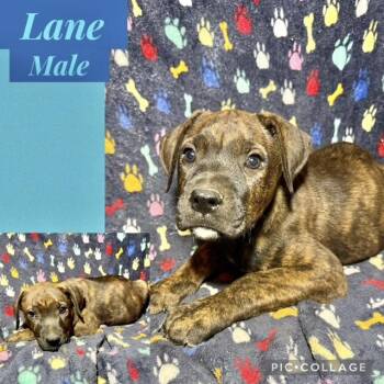 Catahoula Leopard Dog Dogs Available for Adoption in Manchester, Connecticut - Lane | PetCurious