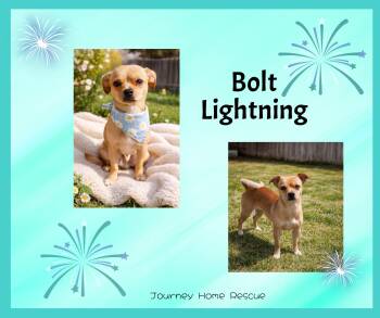 Chihuahua Dogs Available for Adoption in East Wenatchee, Washington - Bolt Lightening | PetCurious
