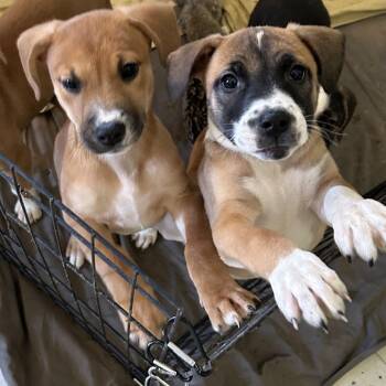 Zuri - Butler Campus -  Mixed Breed Dog for Adoption in Flagstaff, Arizona - Zuri - Butler Campus | PetCurious