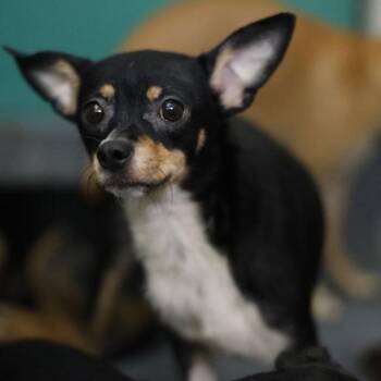 FOXY -  Chihuahua Dog for Adoption in San Antonio, Texas - FOXY | PetCurious