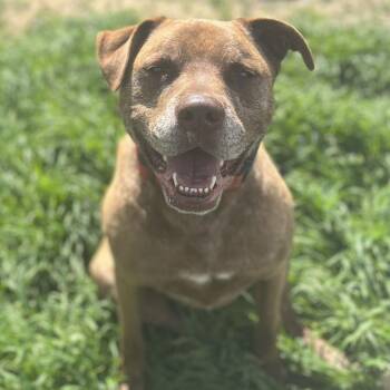 DRAKO -  Labrador Retriever Dog for Adoption in St. Augustine, Florida - DRAKO | PetCurious