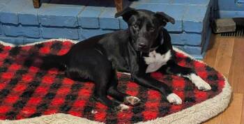 Rescue Black Labrador Retriever and Collie Dogs for Adoption in Enfield, Connecticut - Kevin | PetCurious