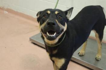 LIKA -  Mixed Breed Dog for Adoption in Columbia, South Carolina - LIKA | PetCurious