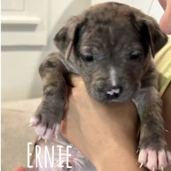 Rescue Pit Bull Terrier Dogs for Adoption in New Orleans, Louisiana - Ernie | PetCurious