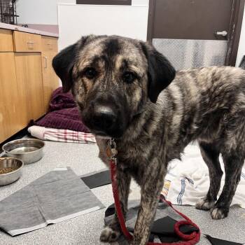 Great Pyrenees and Anatolian Shepherd Dogs Available for Adoption - Bear | PetCurious