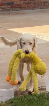 Lana -  Golden Retriever Dog for Adoption in Shorewood, Illinois - Lana | PetCurious