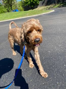 Cockapoo Dogs Available for Adoption - Bentley | PetCurious