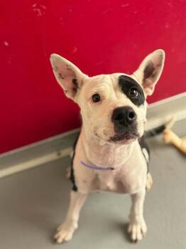 IDUNA -  Pit Bull Terrier and Mixed Breed Dog for Adoption in Visalia, California - IDUNA | PetCurious