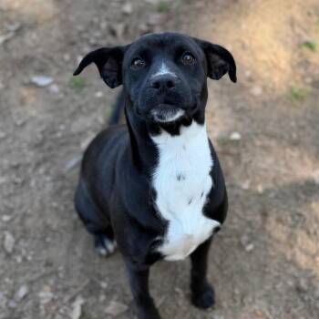 Mixed Breed Dogs Available for Adoption - Fiona | PetCurious